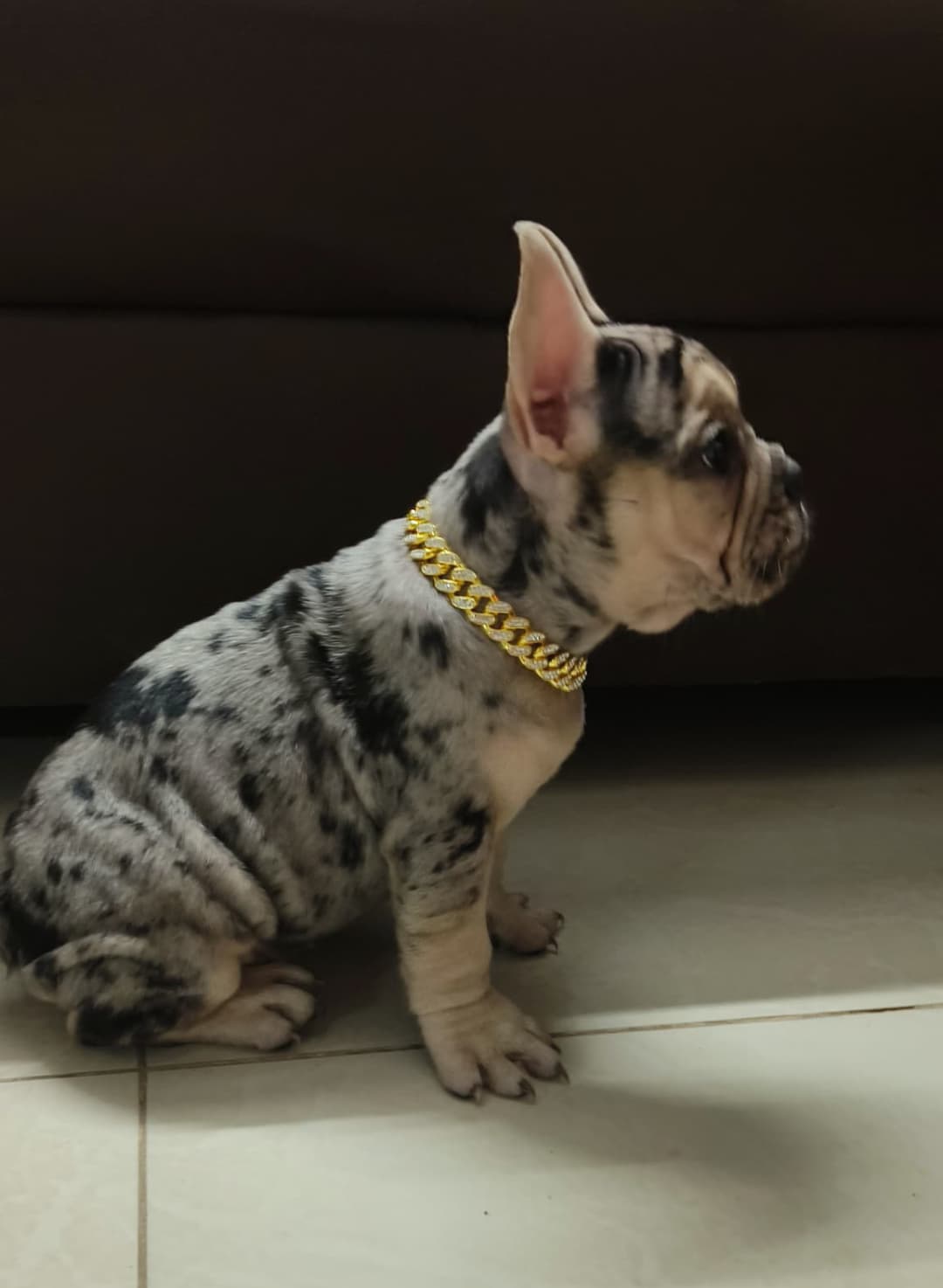Exotic Color French Bull Dog High Quality Puppy